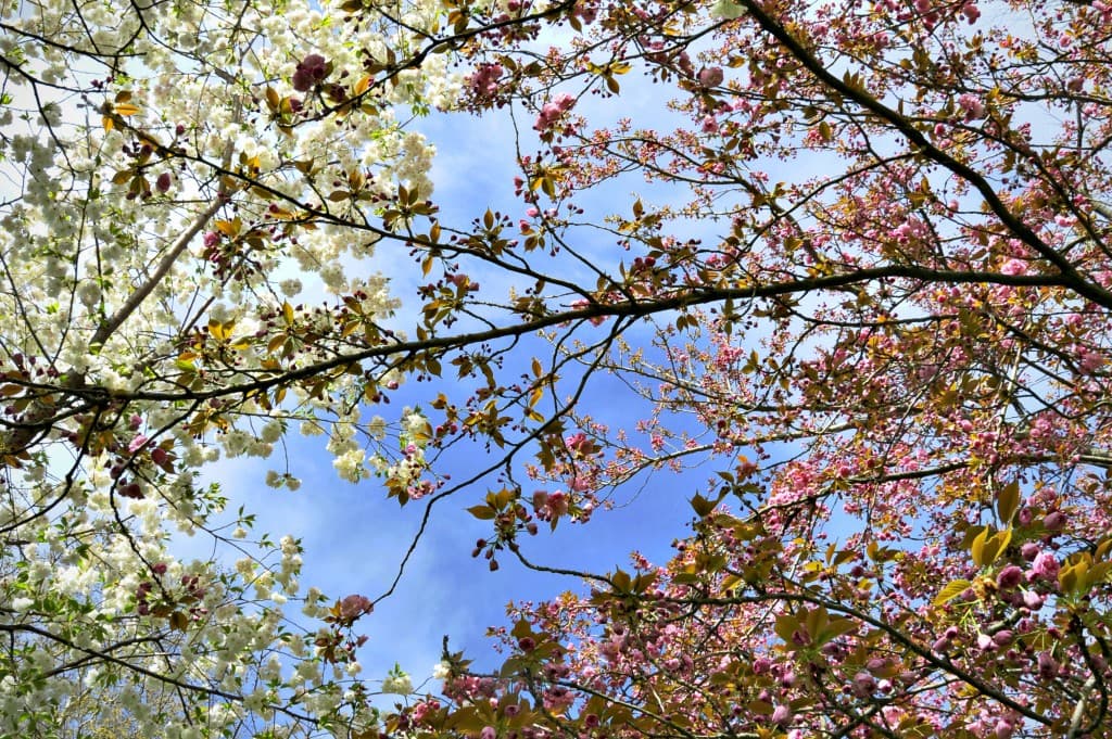 Couleurs du  printemps !(el)
