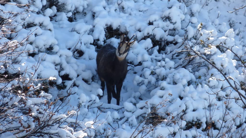 Dans la neige fraiche