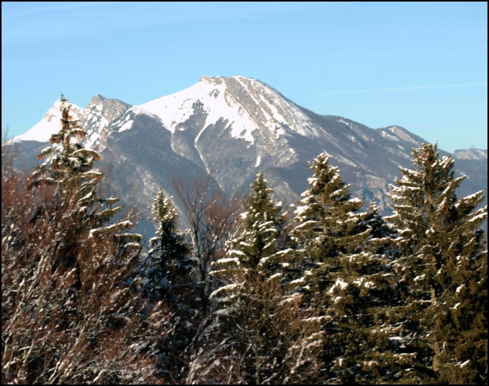 Des sapins fiers de leur montagne (EL)