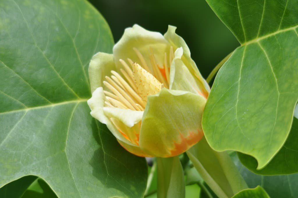 En Mai...fleurit la fleur du Tulipier...!!!