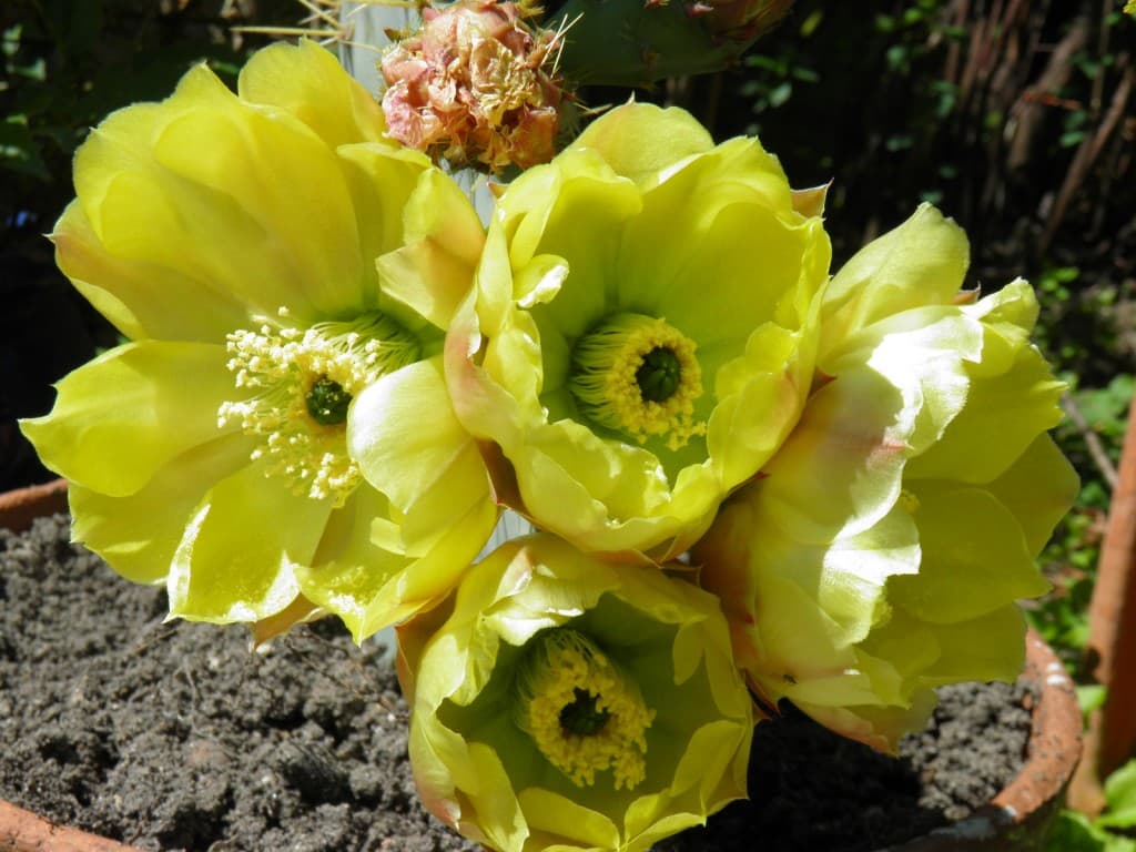 Fleur du figuier de Barbarie