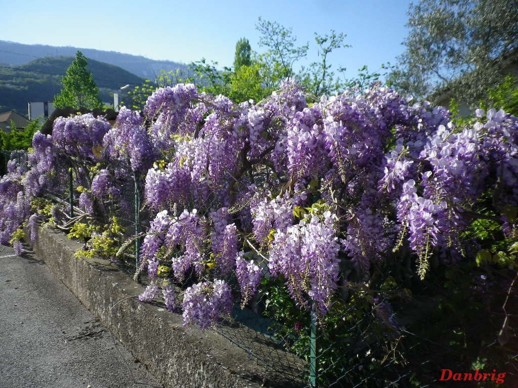 Glycines en fleur