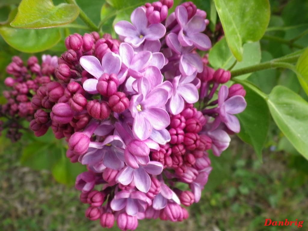 gros plan sur la floraison du lilas.