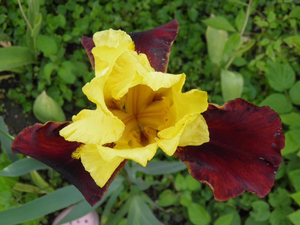 Iris bicolore