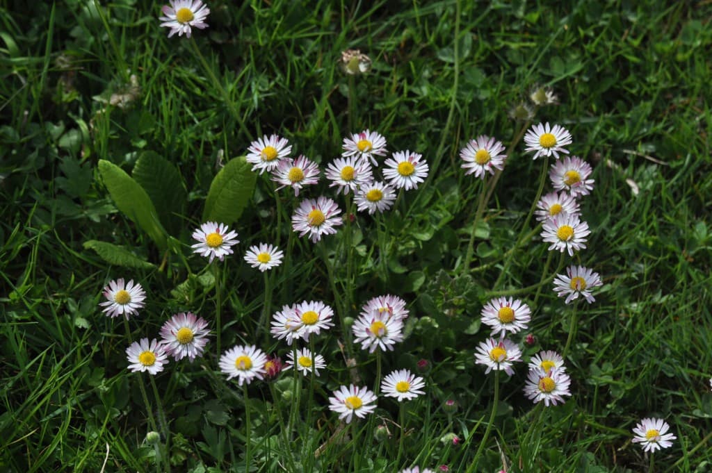 Jolies pâquerettes tout simplement !!!!