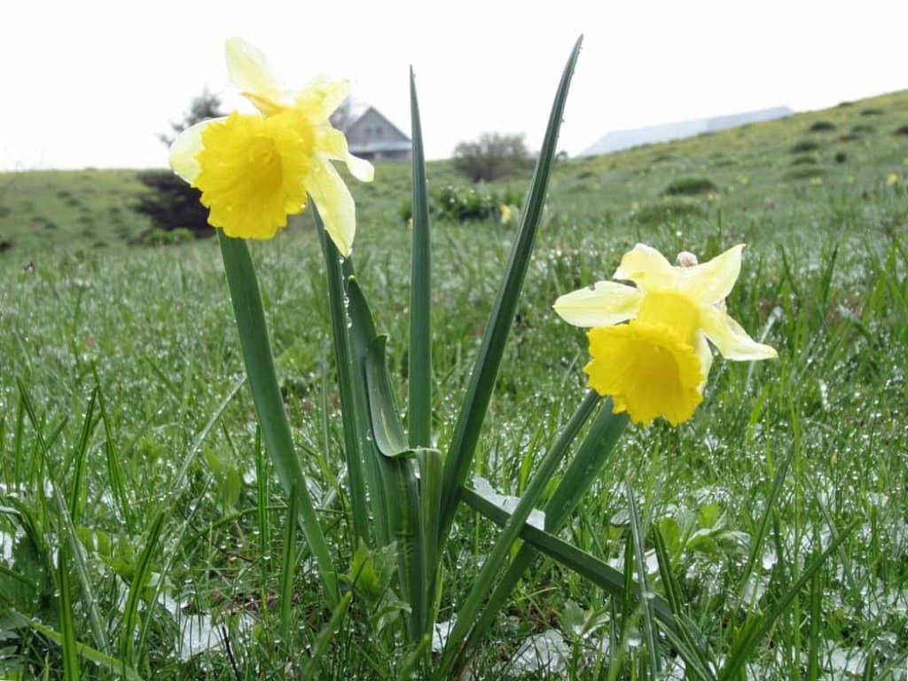 jonquilles sous la neige (F.L.)
