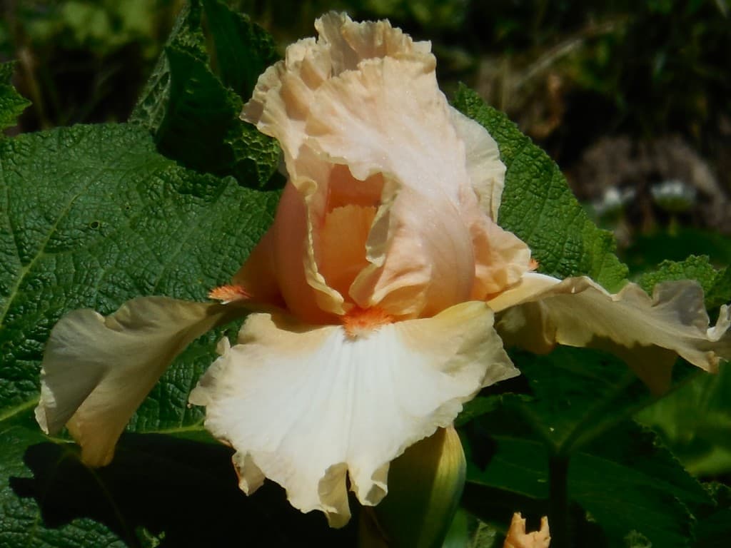 L'iris jaune