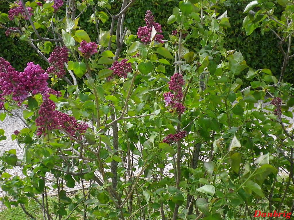 Le lilas fleurit