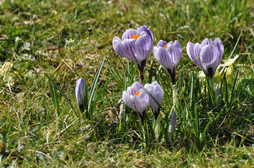 Le printemps approche...doucement !!!!!