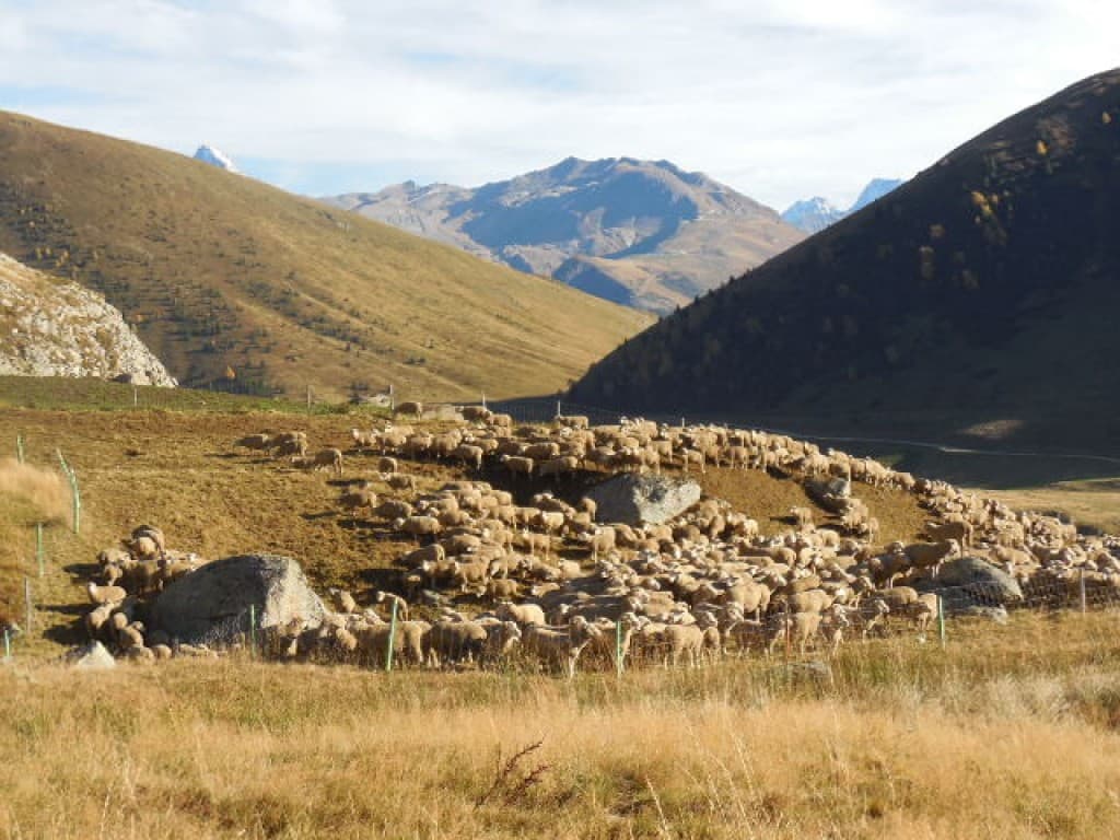 Les moutons avant leur départ