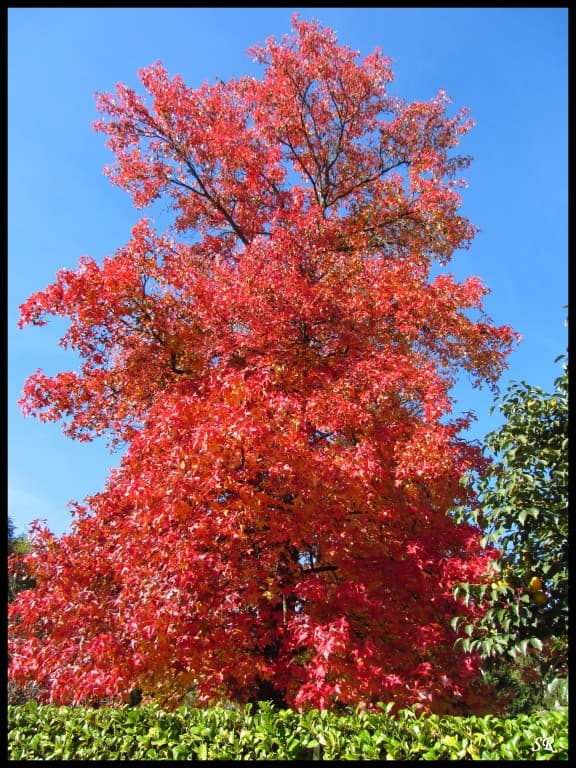 Liquidambar flamboyant