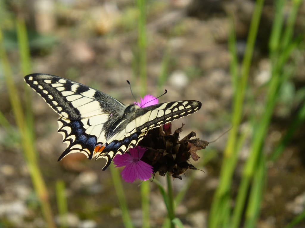 Machaon