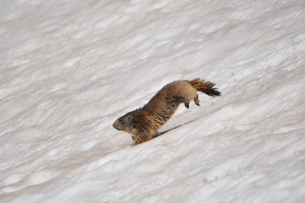 Marmotte joyeuse et bondissante...!!!