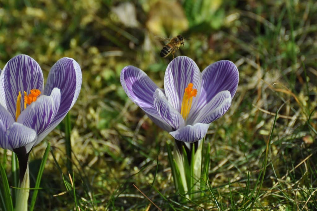 Nos amies les abeilles travaillent !!!