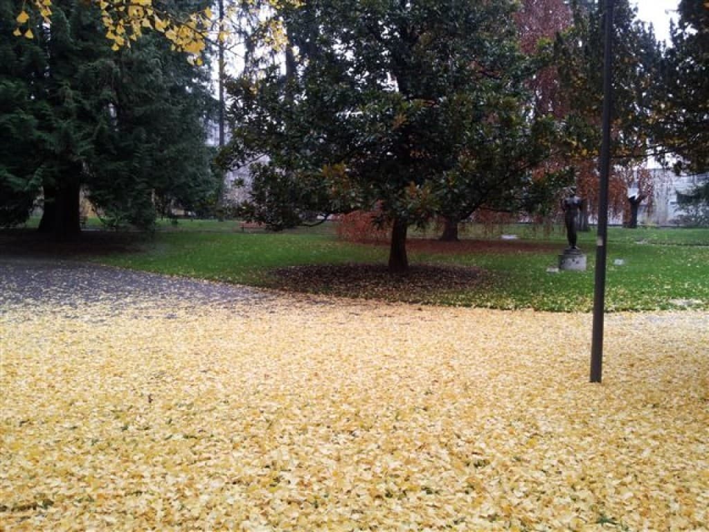 parterre de feuilles de ginkgo biloba