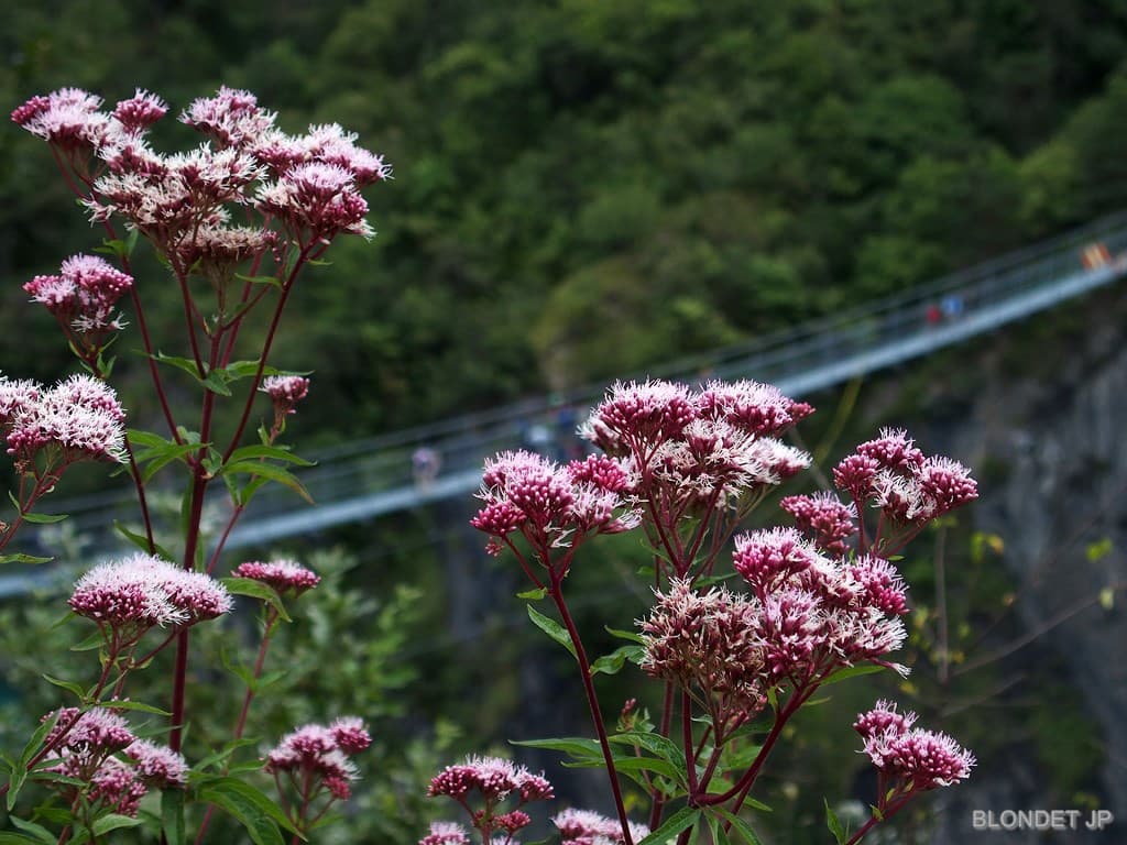 Passerelle himalayenne de l'Ebron