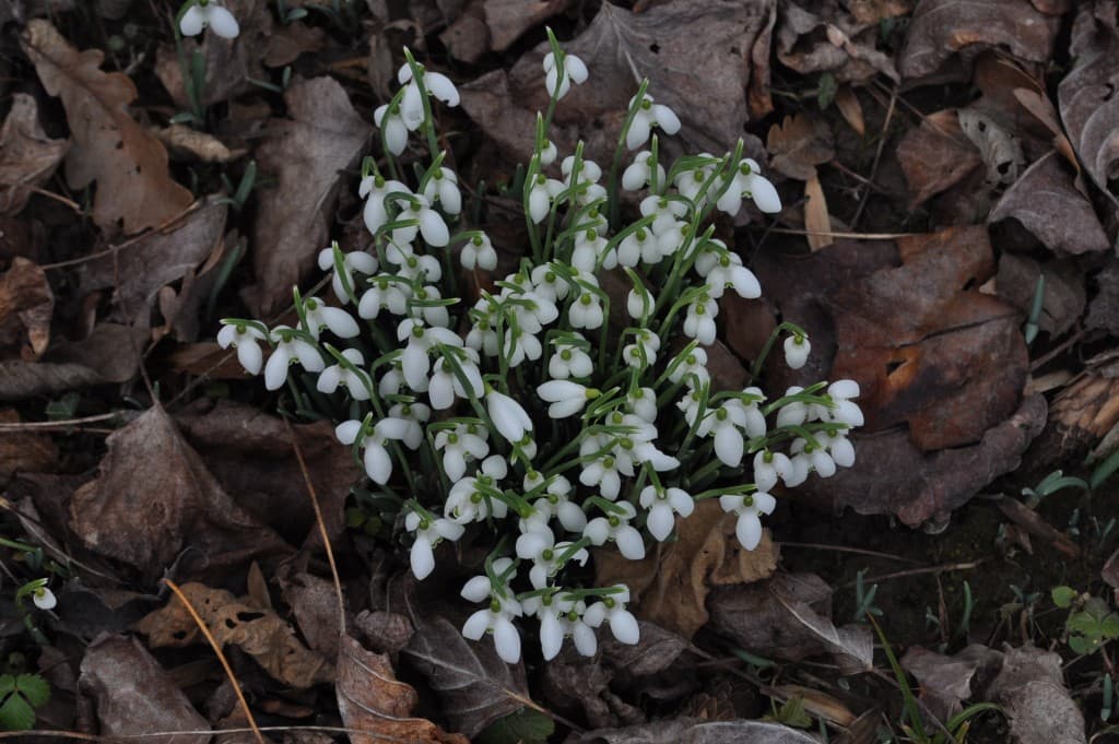 Perce neige, sans neige pour l'instant !!!