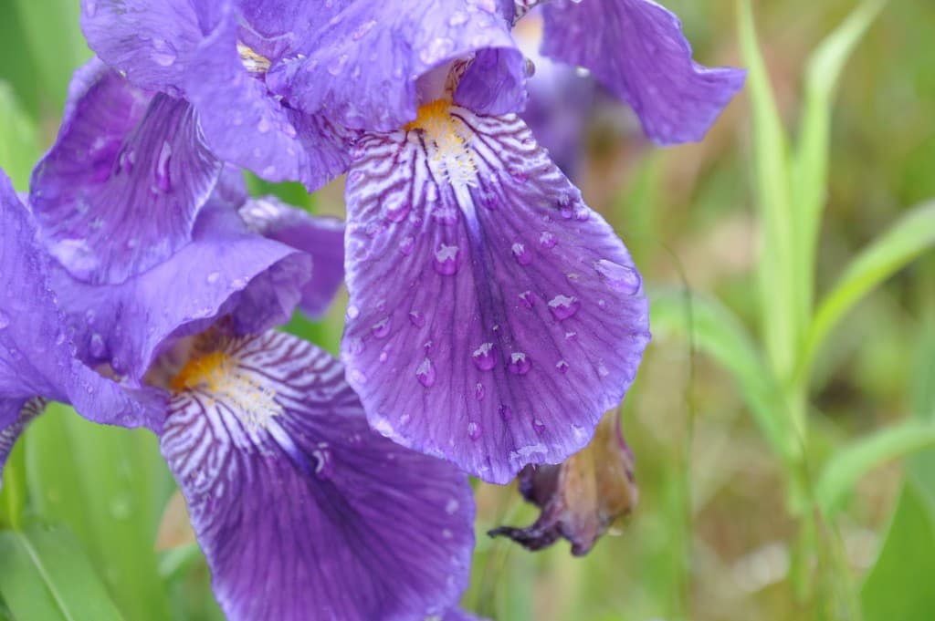 Perle de pluie sur iris mauve..!!!