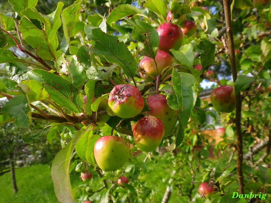 Pommes tachées par la pluie
