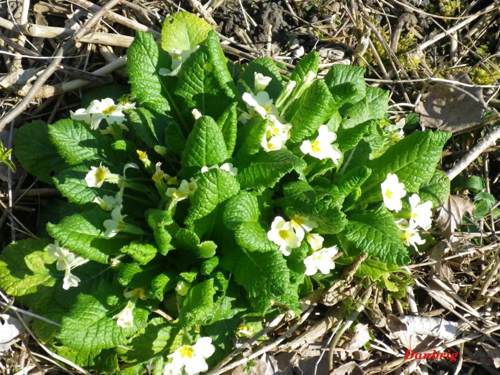 Premières fleurs sur les berges du Drac