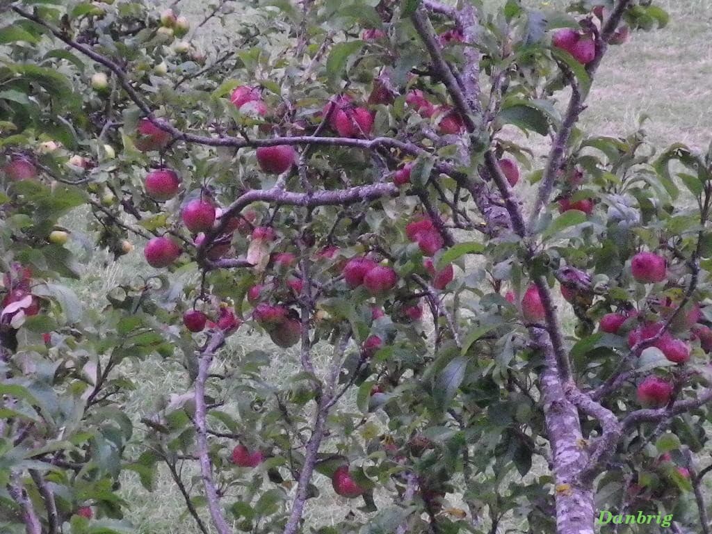 Saison des fruits d'automne !!