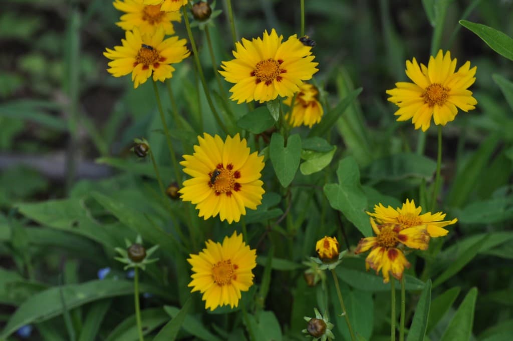 Seul rayon de soleil au jardin...!!!