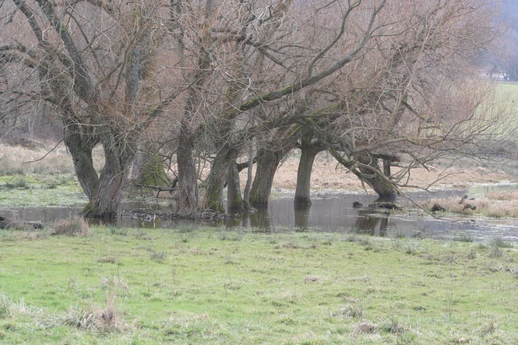 Soif d'un printemp plus radieux