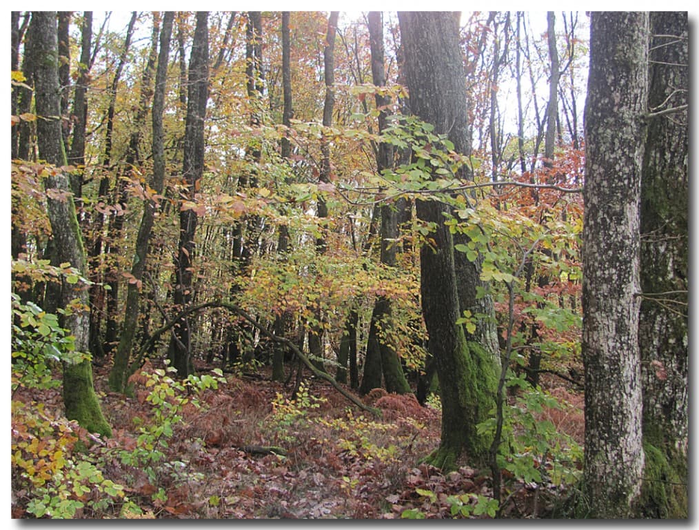 Sous-bois