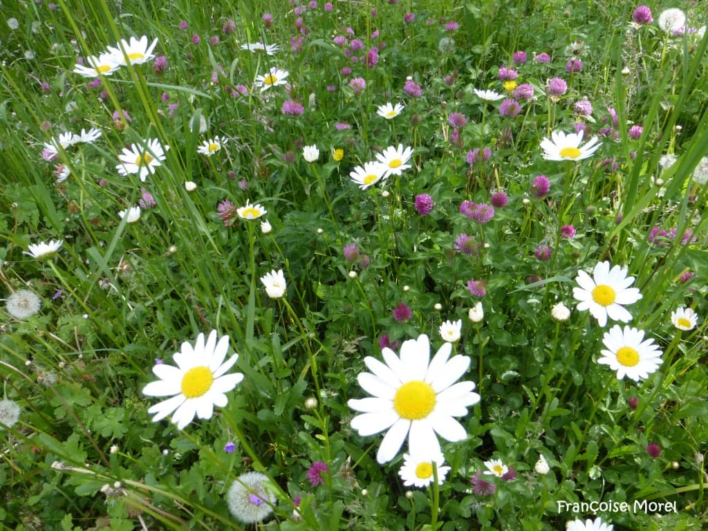 Un Champ fleuri 