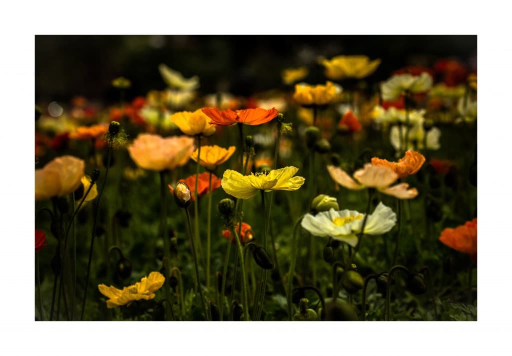 Un printemps tout en couleur (el)