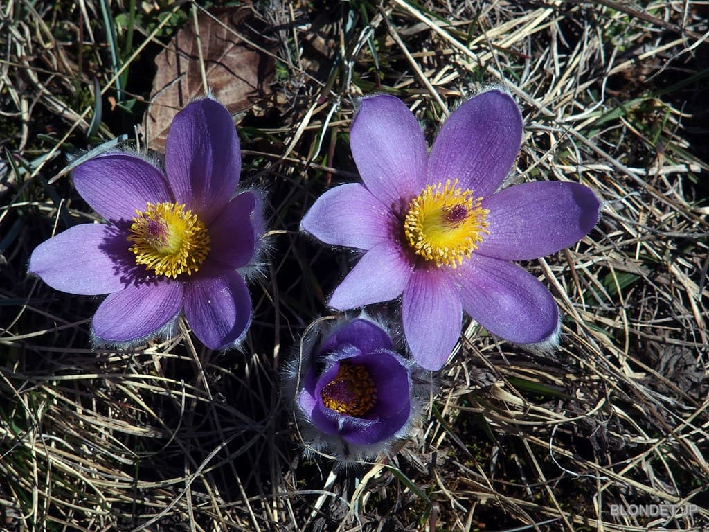Anémones pulsatiles