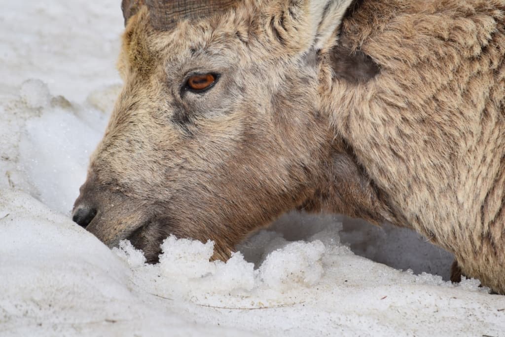 Bouquetin appréciant la neige