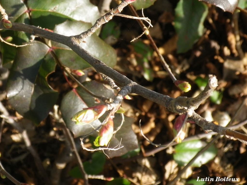 Bourgeons en éclosion.