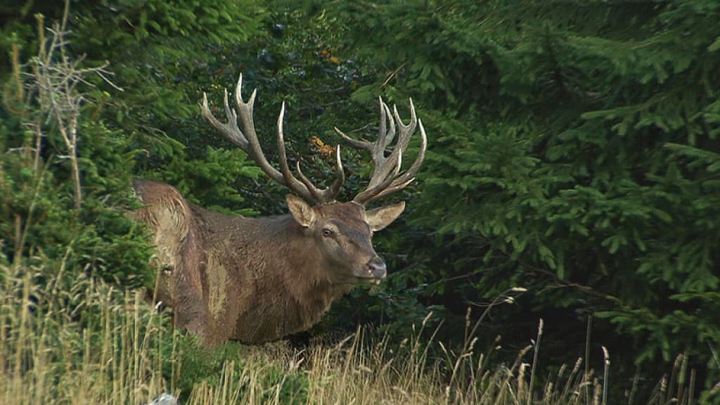 Brame du cerf