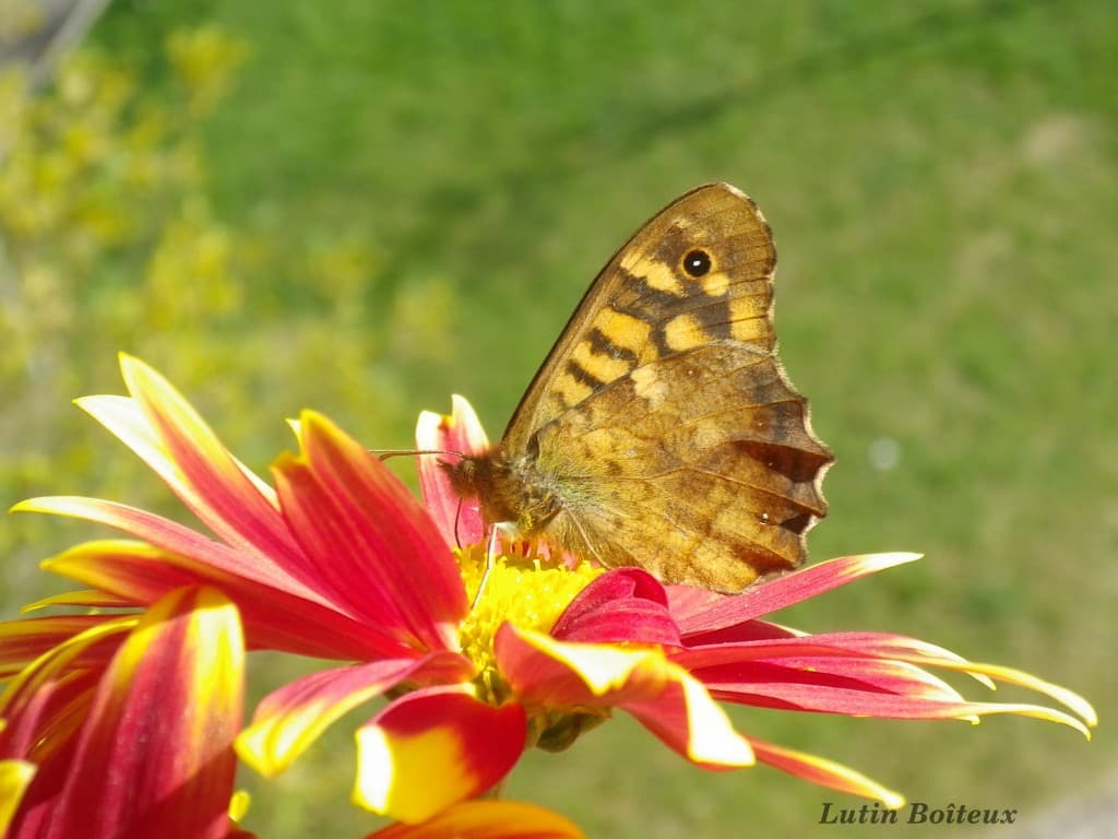Butinage des dernieres fleurs !