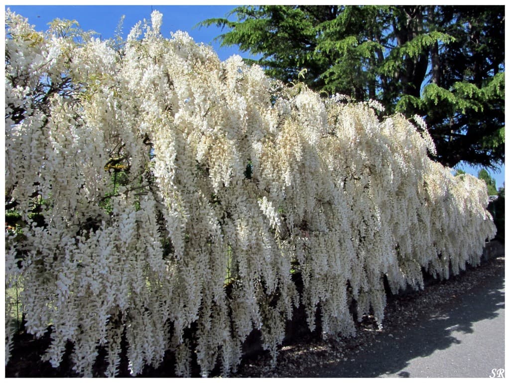 Cascade de glycine