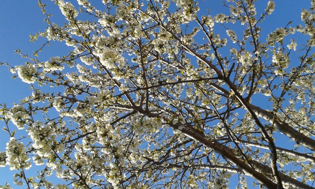 Cerisier en fleurs