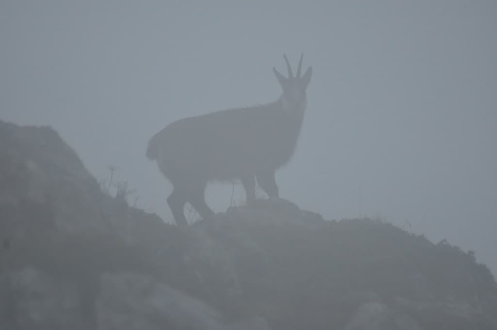 chamois dans la brume