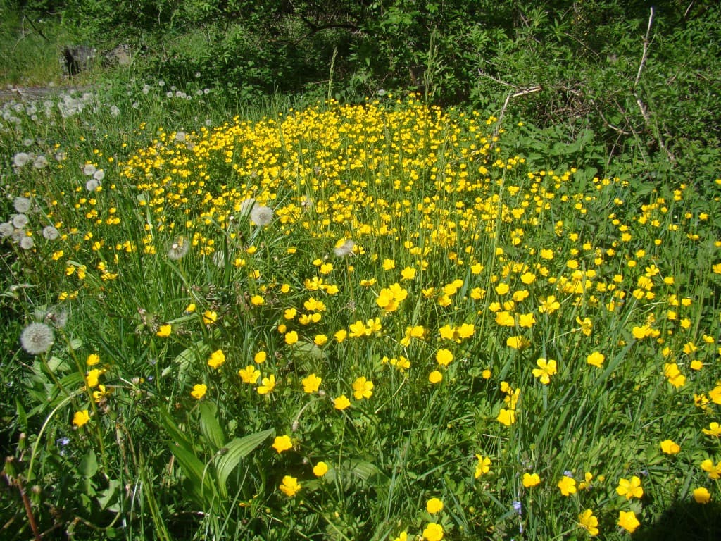 champ de bouton d'or