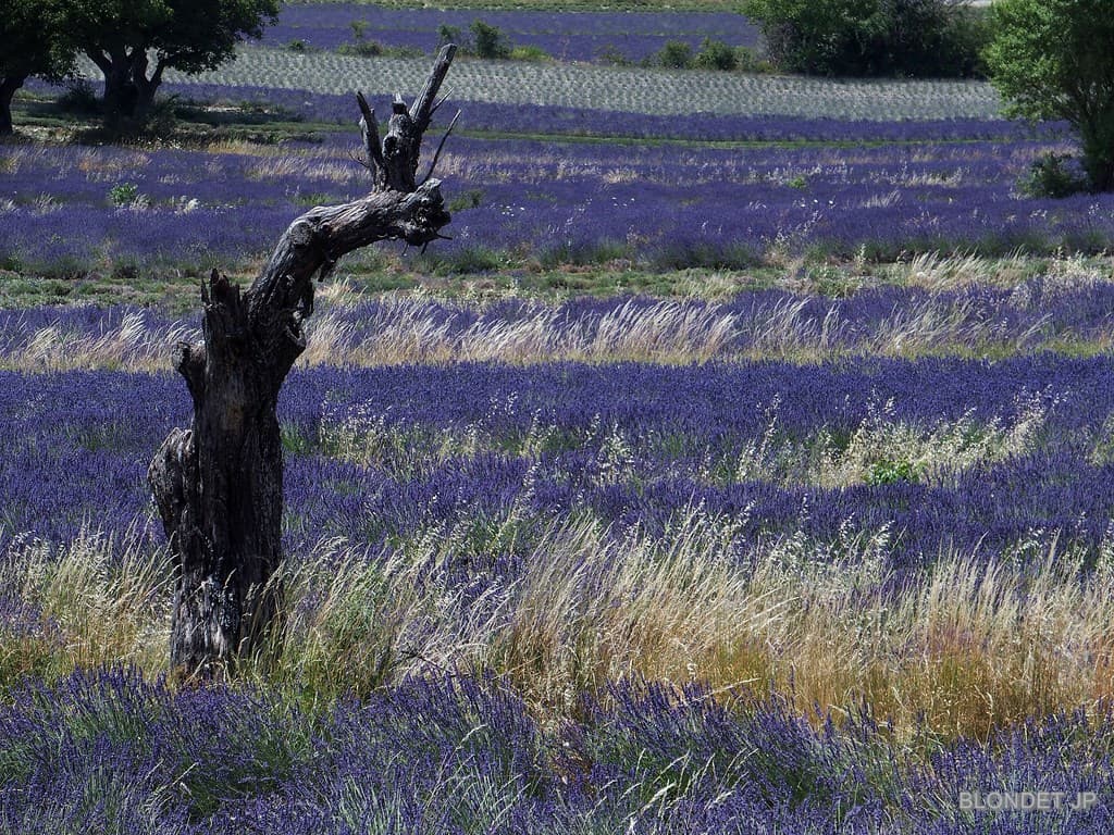 Champs de lavande