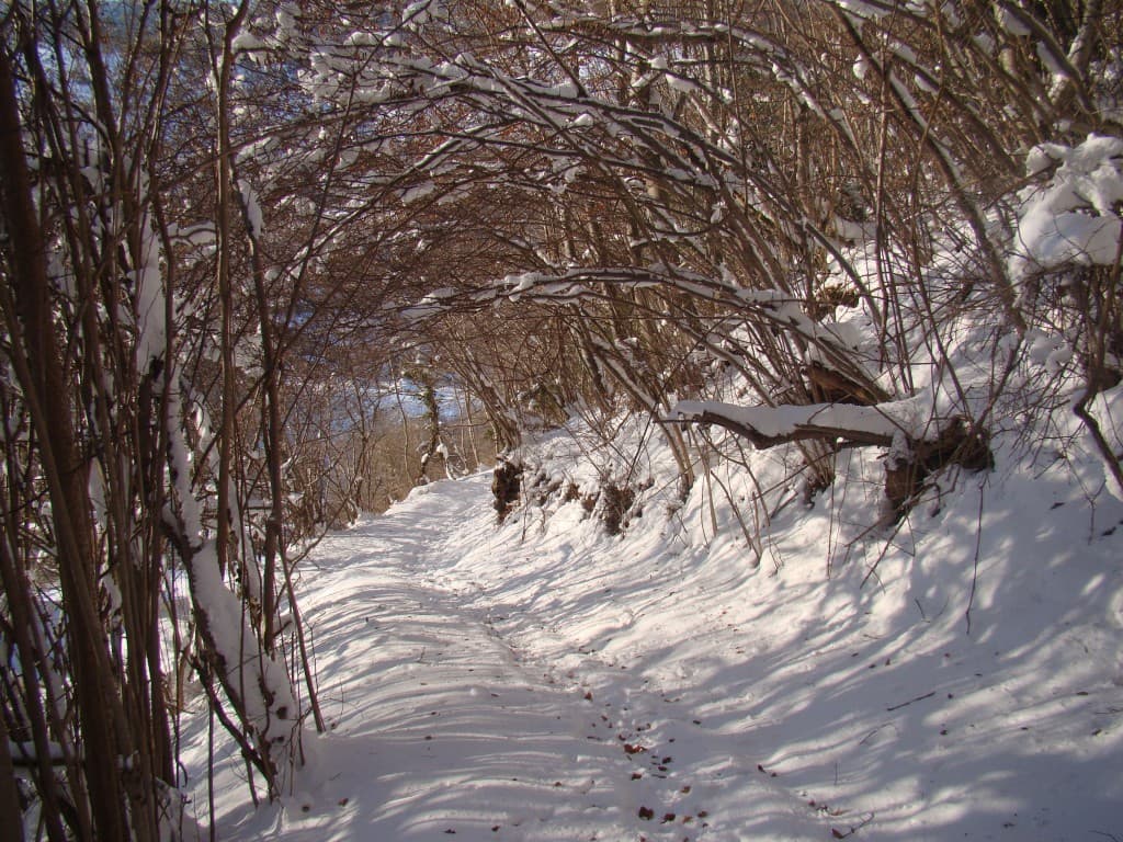 chemin enneigé
