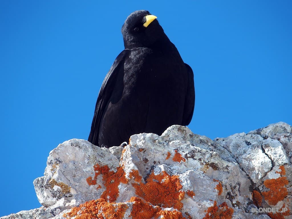 Chocard à bec jaune