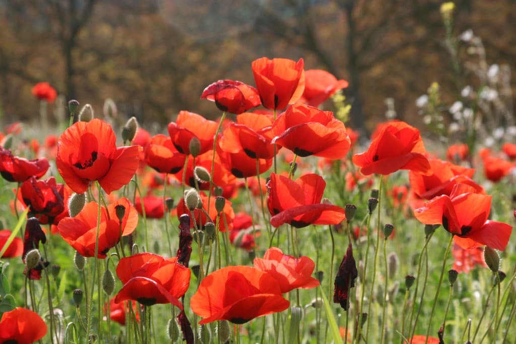 coquelicots 