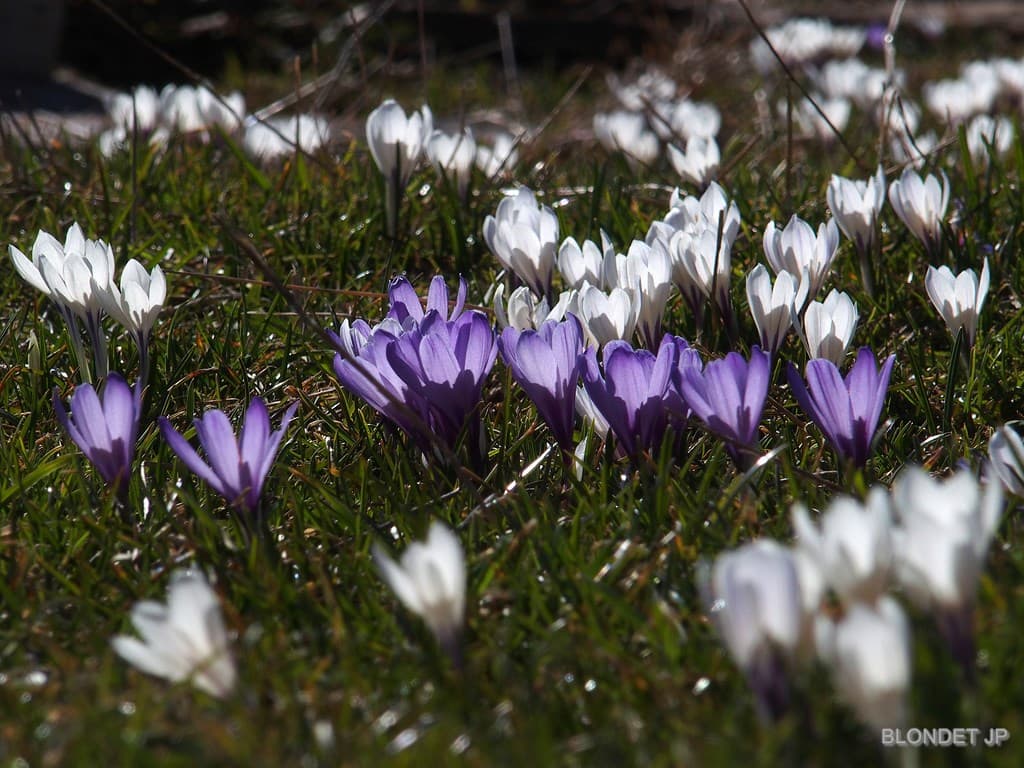 Crocus du Sornin