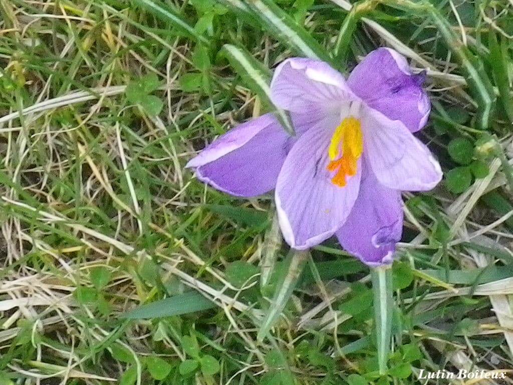 Crocus en fleur .
