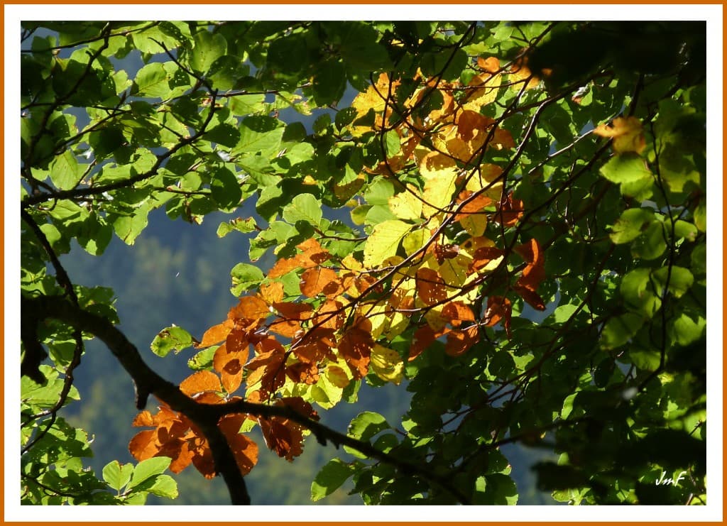 début de parure d'automne sur le fayard