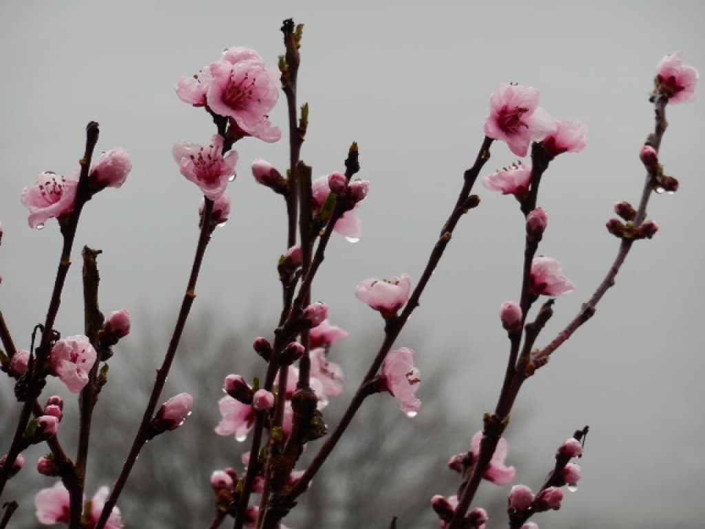 Fleurs de pêcher sous la pluie