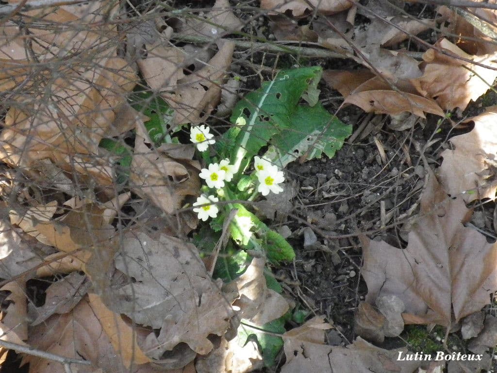 Fleurs printanières !