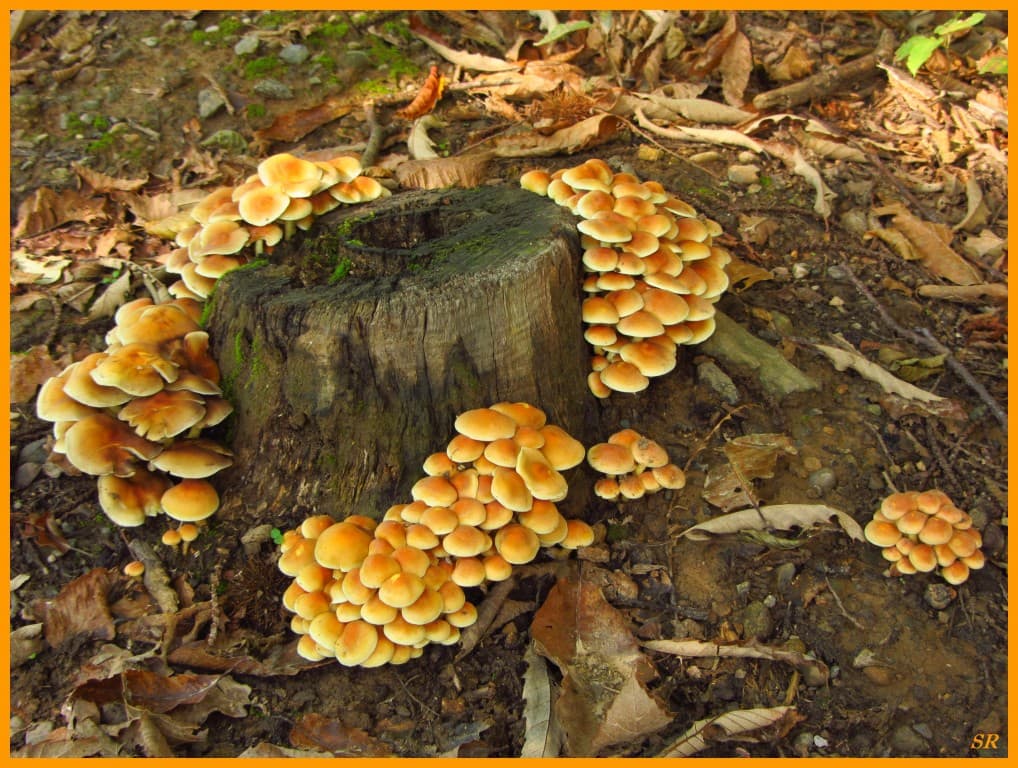 Géométrie en forêt