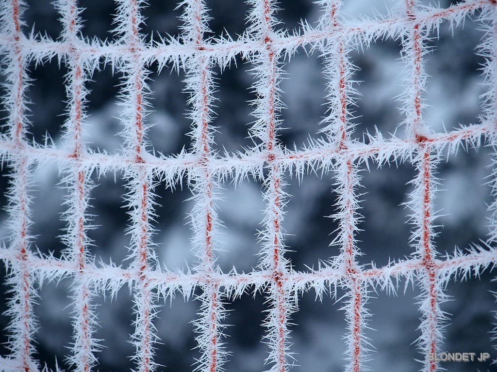 Givre en aiguilles